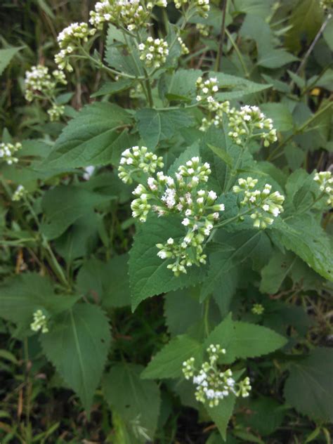 Weed with white flowers. Things To Know About Weed with white flowers. 